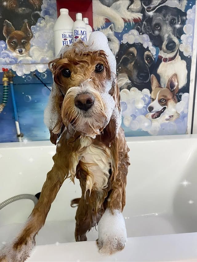 A wet doodle in a self-serve tub at K-9 Wash-N-Go, near Eagle