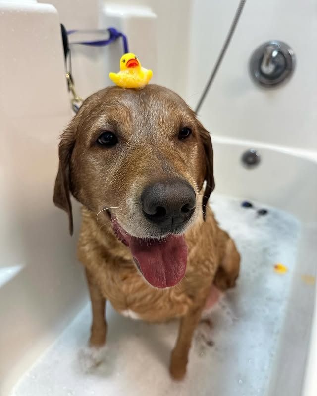 Golden retriever in the tub with a rubber duck on its head