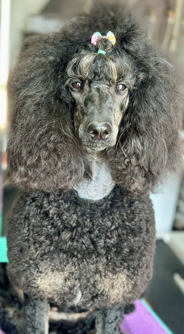 Grey standard poodle after a full groom