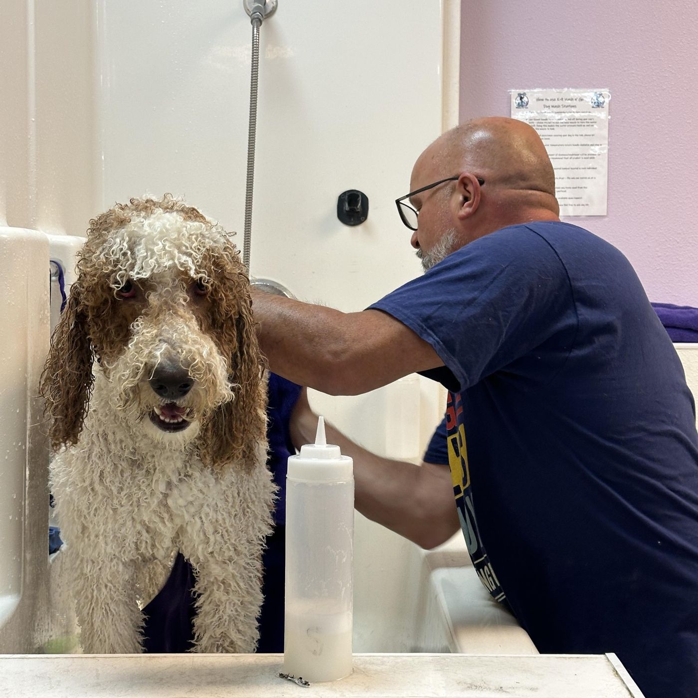 A K-9 Wash-N-Go team member bathing a doodle