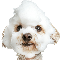 Fluffy white dog with bubbles