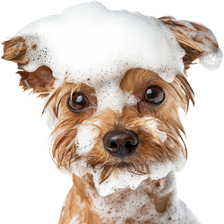 Small dog covered in bubbles